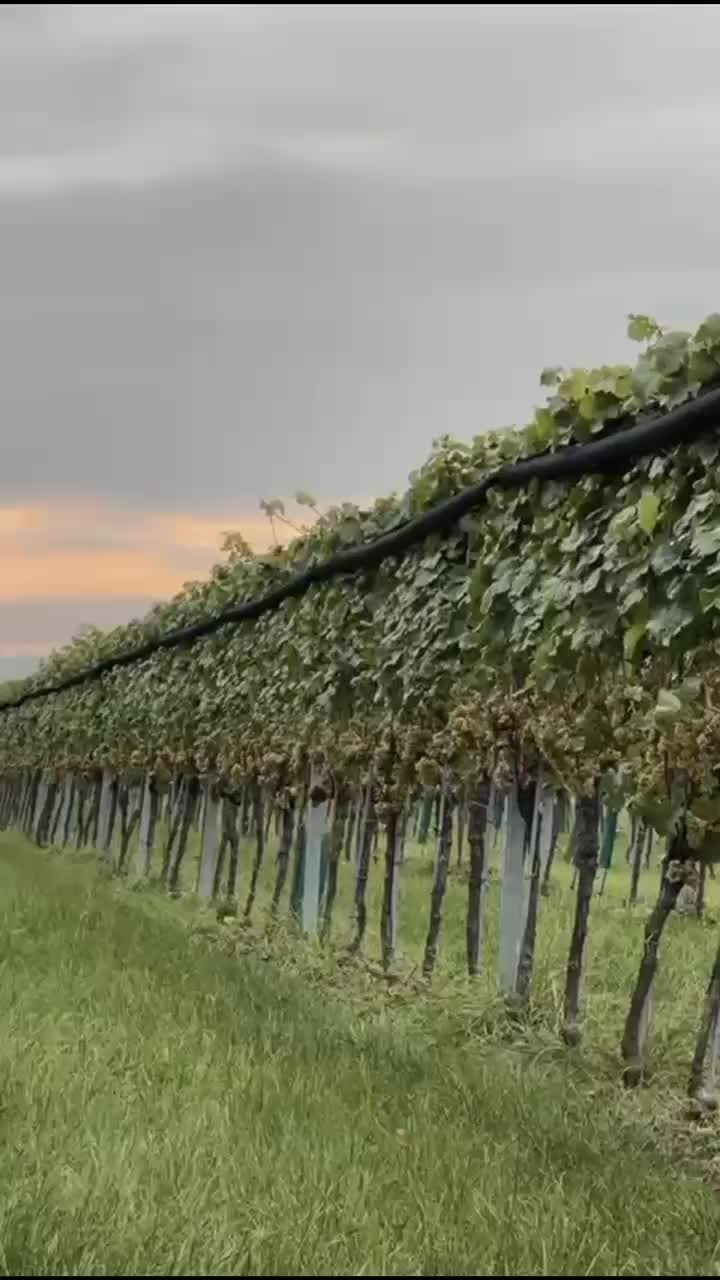 Die letzten Trauben sind im Keller, die Scheren verstaut – der Leseabschluss 2025 ist geschafft! 
Ein Jahrgang mit Charakter, geprägt vom Löss und unserer Leidenschaft. Jetzt geht’s im Keller weiter – wir sind gespannt und zuversichtlich, was der neue Jahrgang 2025 bereithält. 🍷
Ein großes Dankeschön an unser gesamtes Team für den Einsatz, die Ausdauer und den Zusammenhalt während der letzten Wochen! 🙌🏼
#Weinlese2025 #WeingutKolkmann #KolkmannWein #Wagram #Erntezeit #Weinbau #Handarbeit #Wein #Winzer #Trauben #Nachhaltigkeit #FelsamWagram