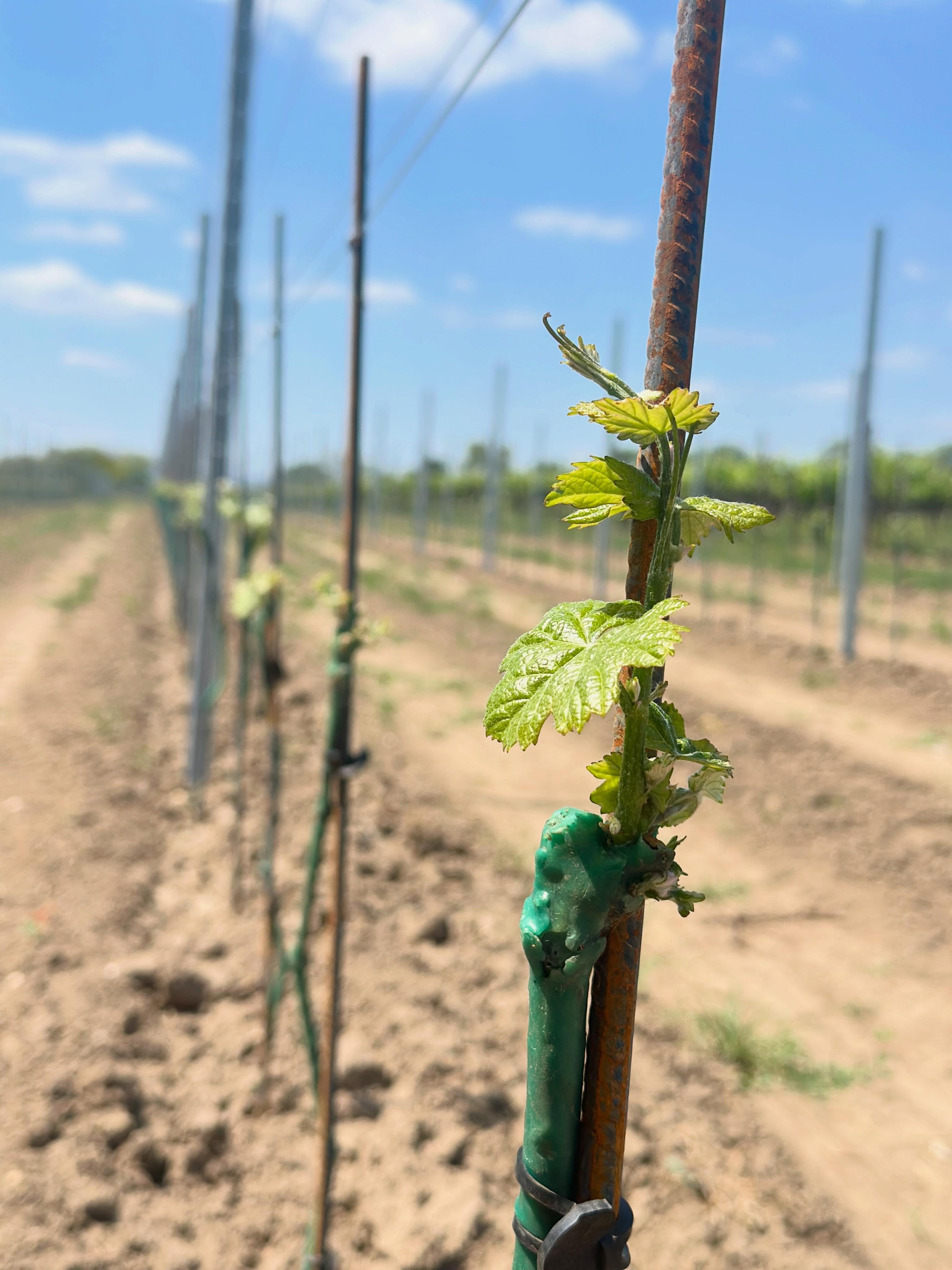 [Nature News] 🌱 .. vom Grünen Veltliner 

Unsere Junglage entwickelt sich prächtig! 

Jetzt gilt das Motto für die nächsten Jahre, bis zur ersten Ernte: hegen & pflegen 🌱🍇☀️💧🤗🌱

#grünerveltliner #youngstar #nature #weingarten #loveit
