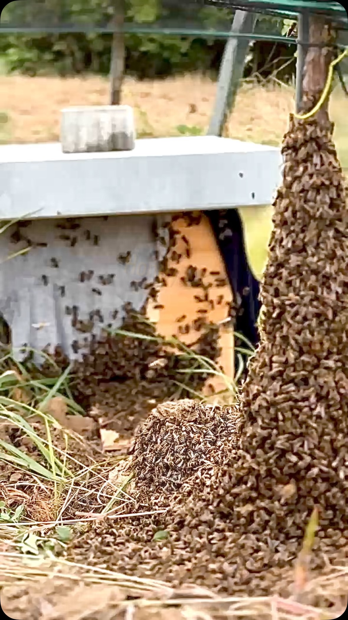 [Nature] 🌱🐝

Hoppala … da sind einem Imker wohl, am beachbarten Grundstück, seine 🐝 Bienen ausgekommen oder haben sich geteilt … 🛖
Egal… 🤗🐝
In unserem BIO-WEINGARTEN 🍇fühlen sie sich  sichtbar wohl …. Und wir… sind natürlich stolz drauf 💪🏻🔆🐝🌱… 

#wein #organic #nature #bees🐝 #kolkmann