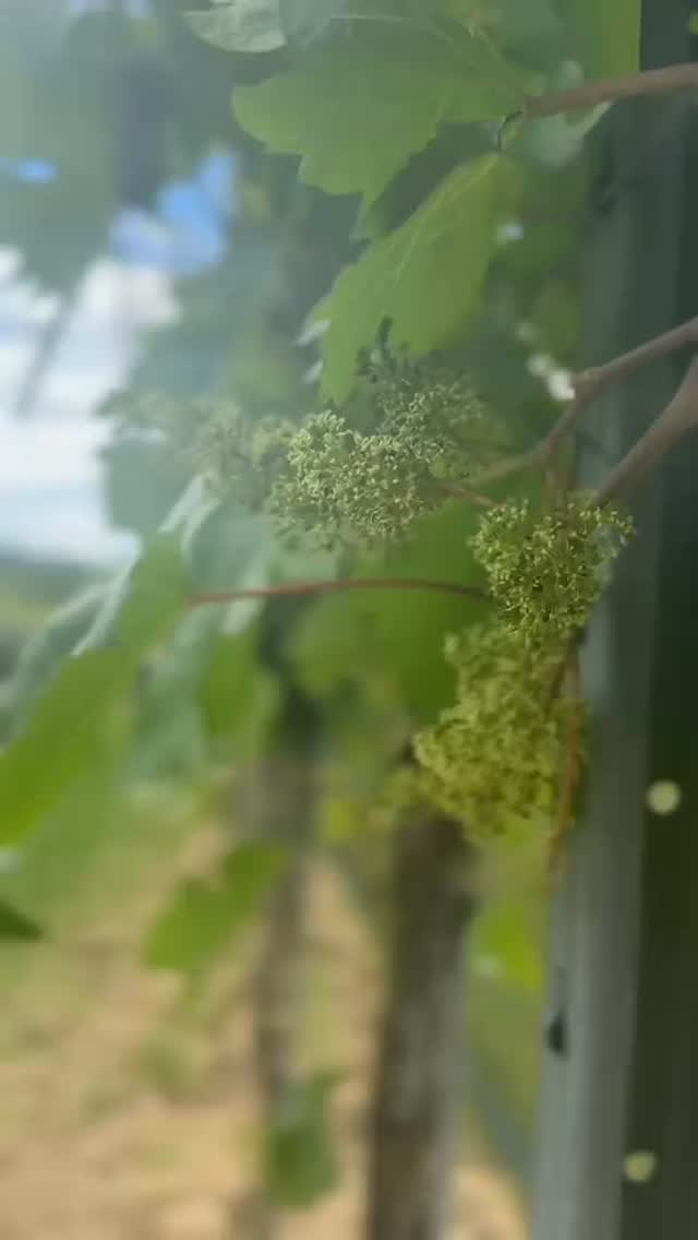 [Nature] 🔆🌱

Der Jahrgang 26 steckt noch in den Kinderschuhen 👶

Hier könnt ihr die derzeitige Rote Veltliner Blüte bestaunen 🔆🌱

#roterveltliner #wagram #kolkmann #felsamwagram lifeisgood