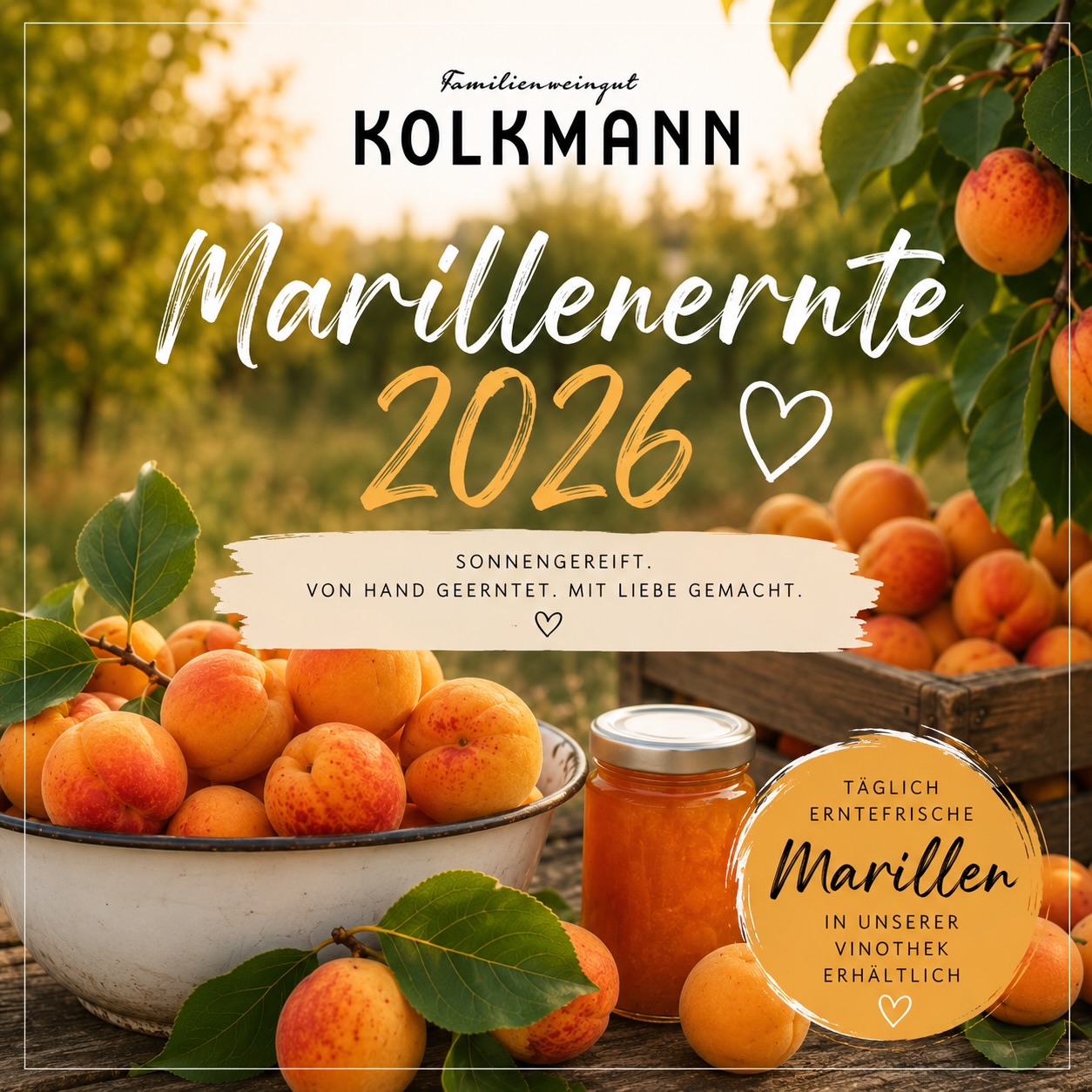 [Marille 24/7] 🍑🔆🍑

Bei uns ist die Marillenernte in vollem Gange!
Wer Lust auf Marillenknödel, Marillenkuchen, Marillenmarmelade, Marillensorbet.. und vieles mehr hat… kann täglich von MO - SA erntefrische Marillen bei uns in der Vinothek erwerben 🔆🍑… 

#apricot #harvesttime #summervibes #cuisine #enjoy