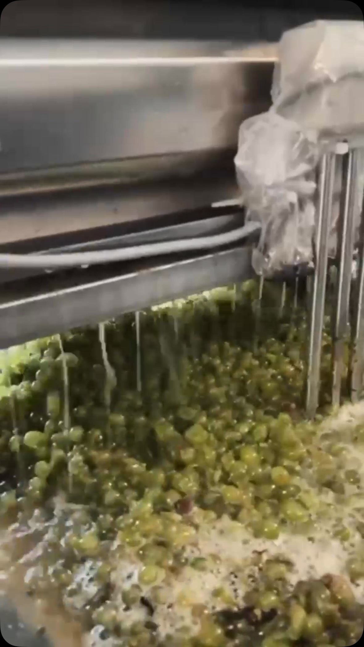 [We are searching for you 👀]

Du möchtest hautnah bei der Weinernte dabei sein? ✂️
Du liebst spannende Herausforderungen und bist motiviert? 🥳🫶🏻
Dann bewirb dich noch heute! 👇🏻🍇

https://kolkmann.at/kontakt/

#wein #kolkmann #felsamwagram #wagram #harvest2026