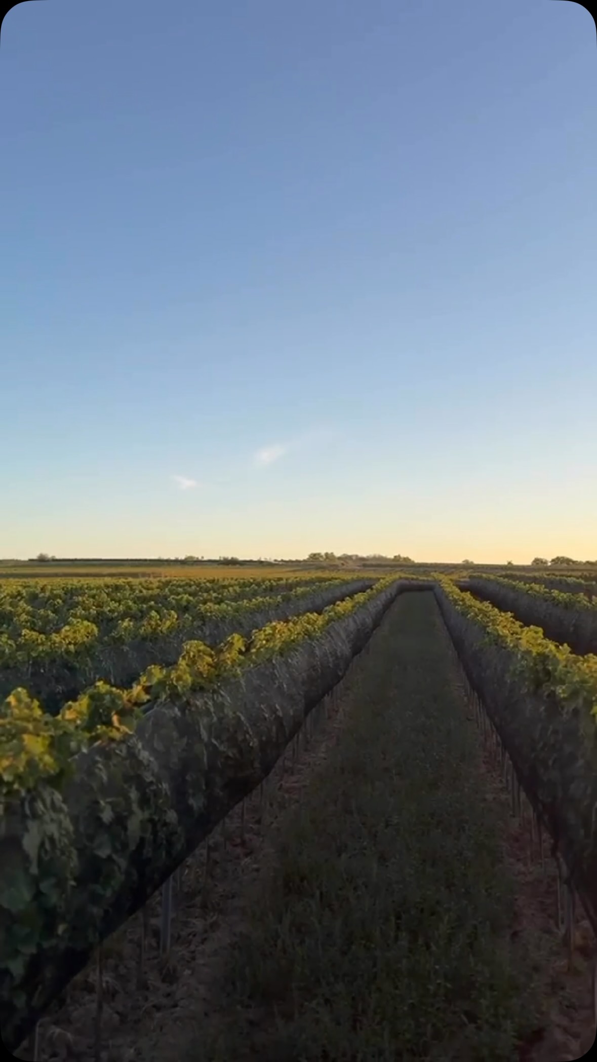 [Harvest 2026] 🍇